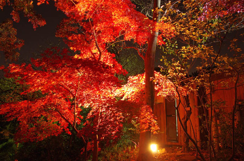 京王百草園201411-8