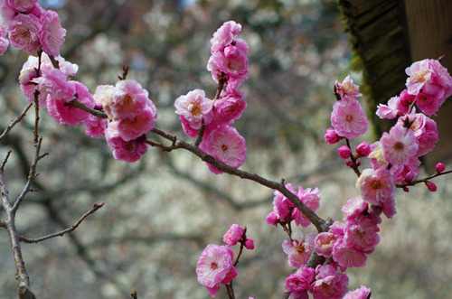 京王百草園201303-8