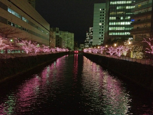 目黒川冬の桜201112-2