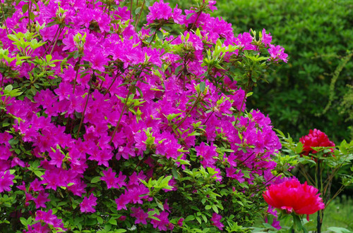 京王百草園201204-13