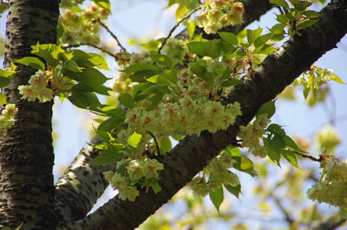 昭和記念公園201204-5