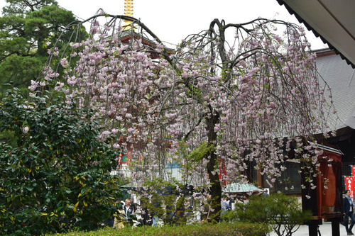 高幡不動尊201604-9
