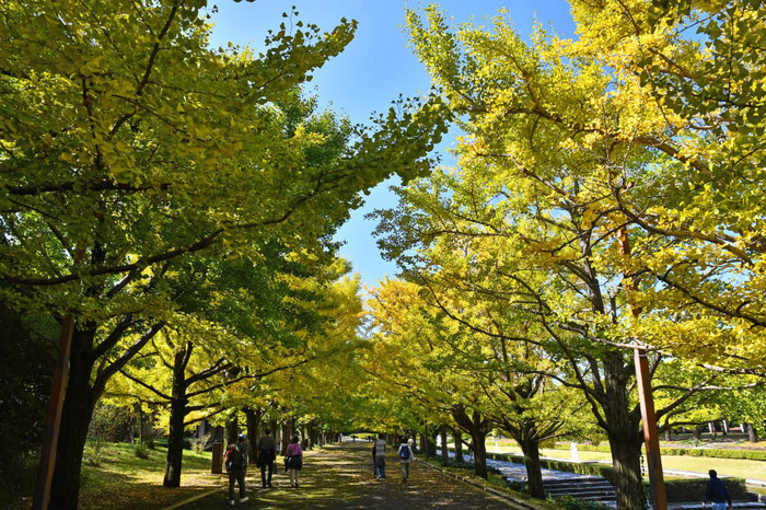 昭和記念公園201710