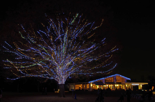 昭和記念公園201312-6