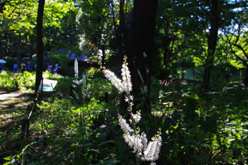 昭和記念公園201010-9