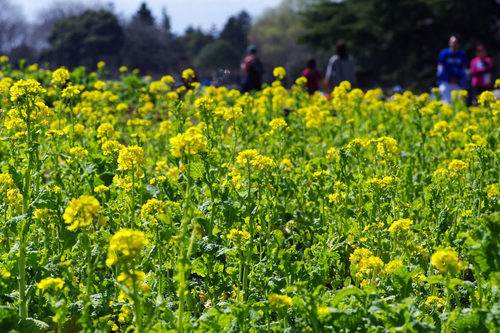 昭和記念公園20100314-20