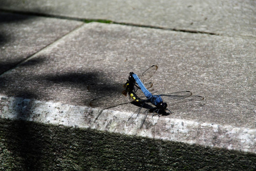 ��Ȩ��ưº20100710-6