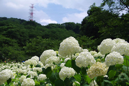 アナベルの雪山2010-13