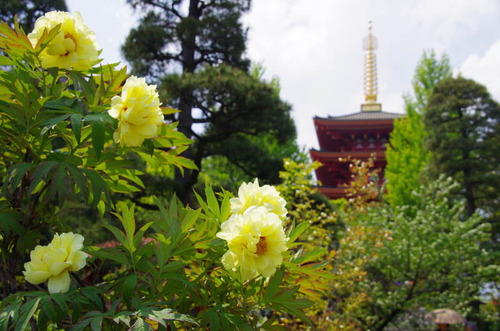 高幡不動尊201205-13