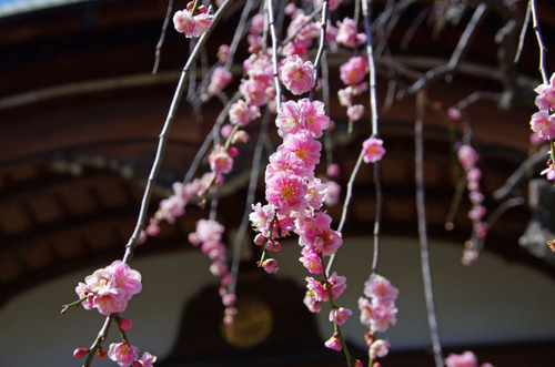 高幡不動尊201103-7