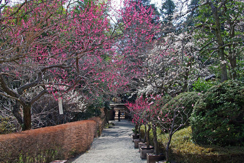 百草園梅まつり201003-3