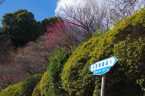京王百草園201101-13