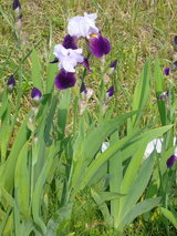 これは花菖蒲?