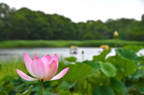 昭和記念公園201606-10