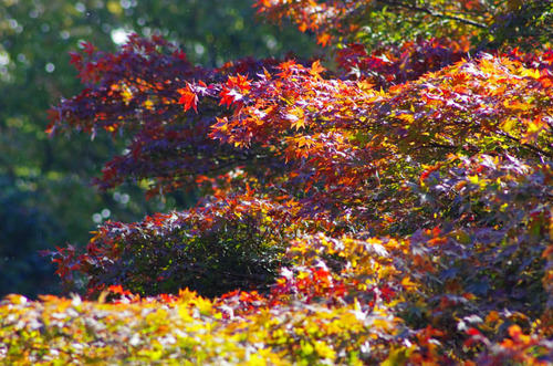 百草園201111-11