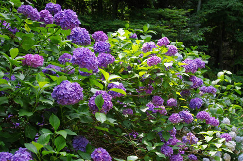 京王百草園201306-9