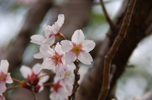 京王百草園201104-2