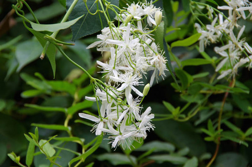 201108の花-07センニンソウ