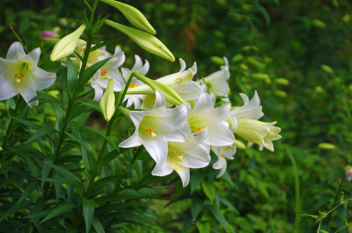 昭和記念公園201307-13