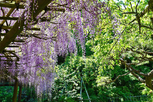 京王百草園201705