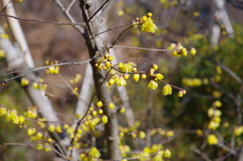 京王百草園201401-14