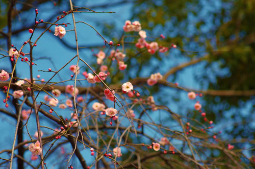昭和記念公園201402-7