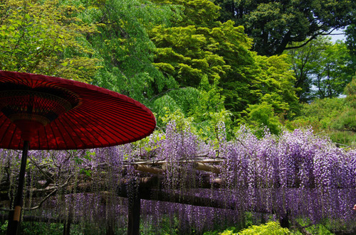 百草園201105-9