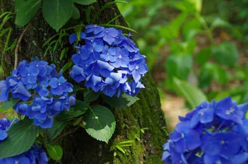 京王百草園201306-12