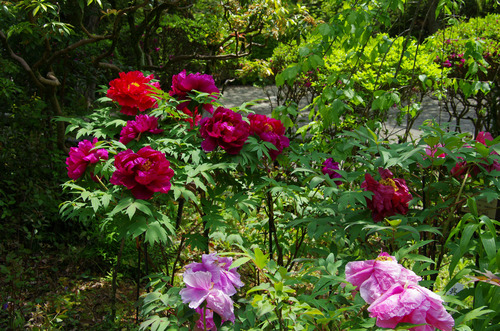 百草園201105-13
