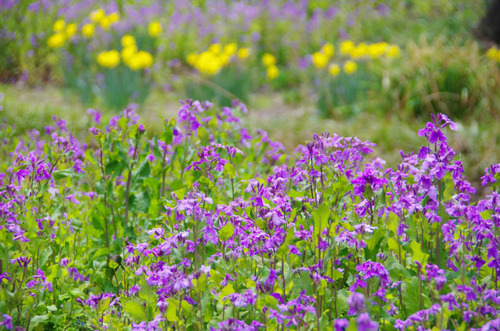 昭和記念公園201204-7