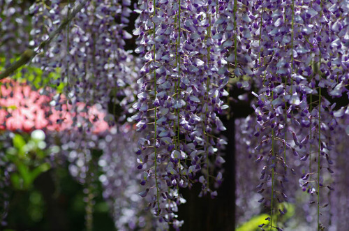 京王百草園201305-11