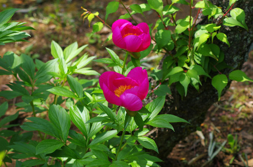 京王百草園201105-1