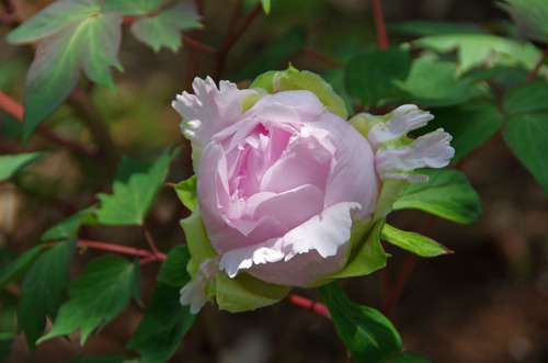 京王百草園201105-12