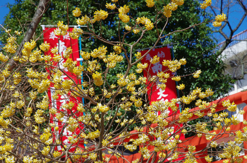 高幡不動201403-4