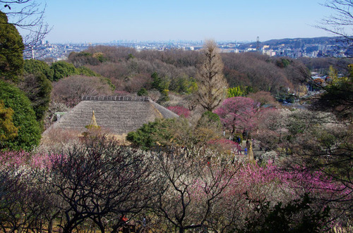 京王百草園201103-4