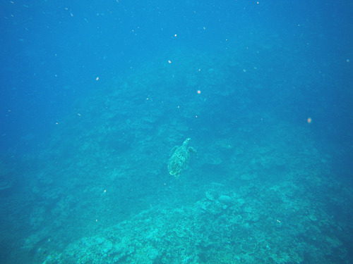 西表島バラス島201008-4