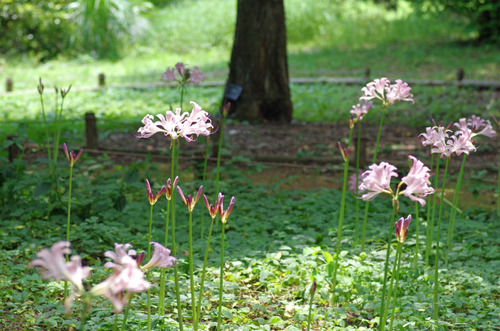 昭和記念公園201408-13