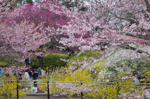 昭和記念公園201204-15
