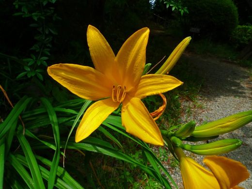 百草園090523-1