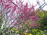 紅梅全体