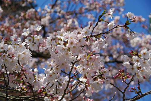 高幡不動尊20100327-3