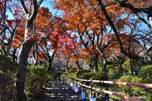 京王百草園201612