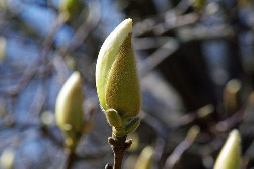 昭和記念公園20100314-1