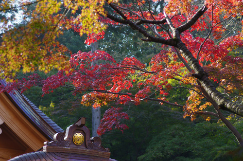 高幡不動201111-1