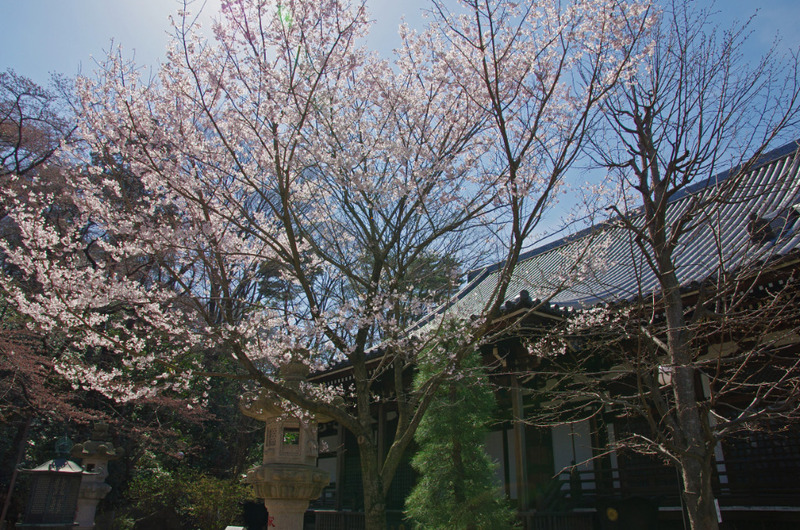 金剛桜