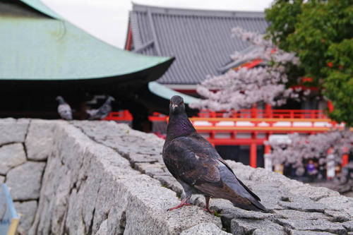 高幡不動尊桜201004-7