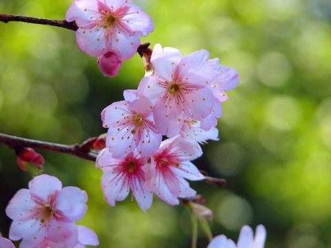 高幡不動尊早咲桜-6