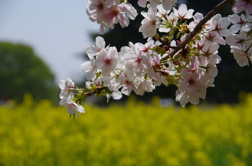 昭和記念公園菜の花と桜201104-10