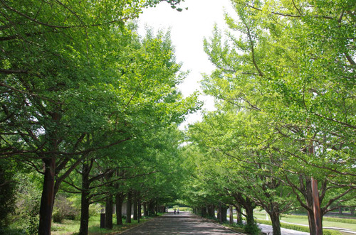 昭和記念公園201408-2