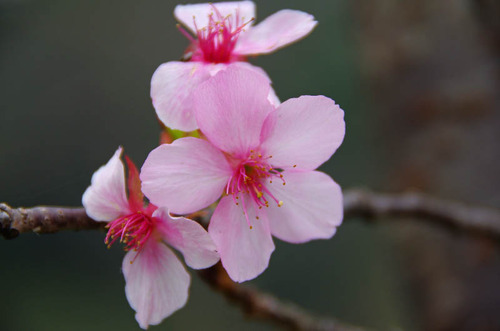 昭和記念公園201111-10